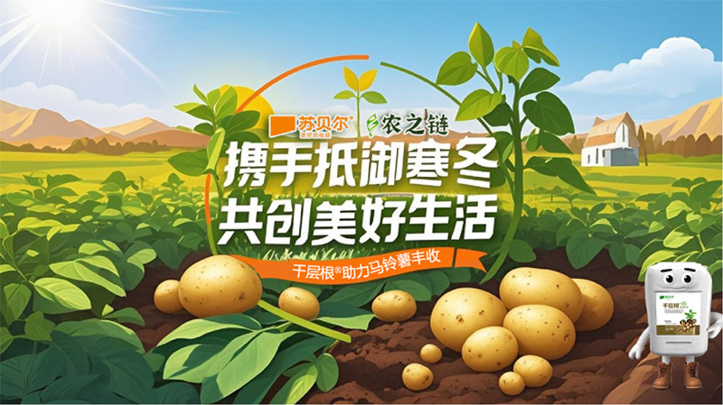 GreatRoot Supports a Bountiful Potato Harvest &ndash; Sobel & Nongzhilian Join Forces to Withstand the Winter